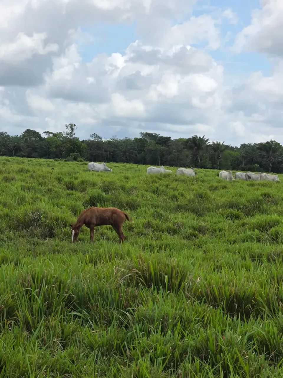 FAZENDA EM CASTANHAL - PA