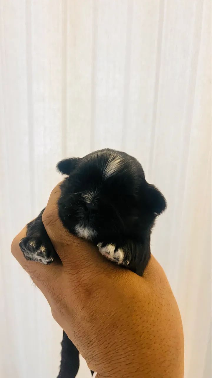 CACHORRO Shitszu s  - Foto 3
