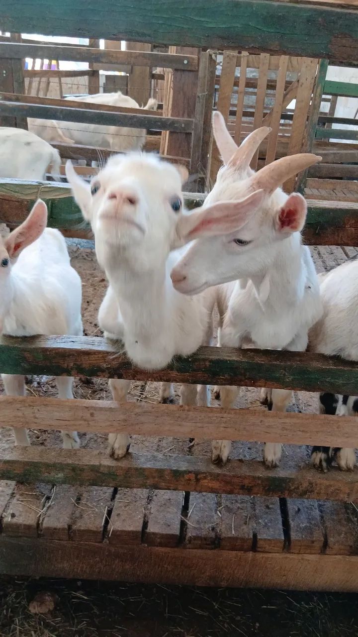 Bodinhos Sannen - Foto 2