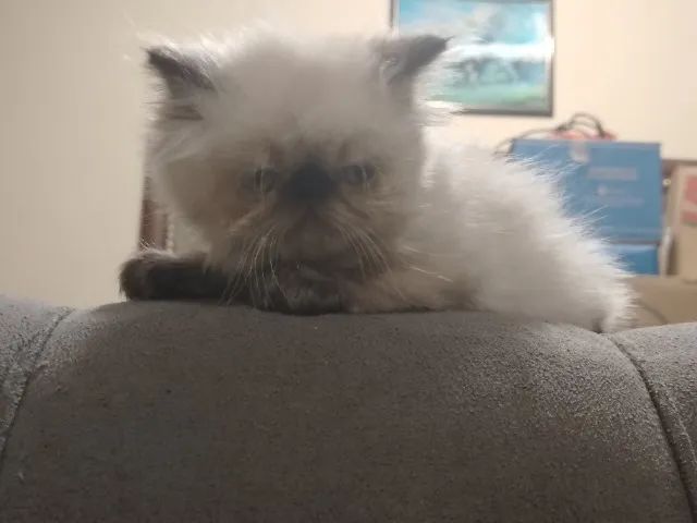 Gato Persa - Foto 2