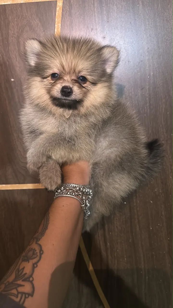 Spitz alemão  - Foto 3