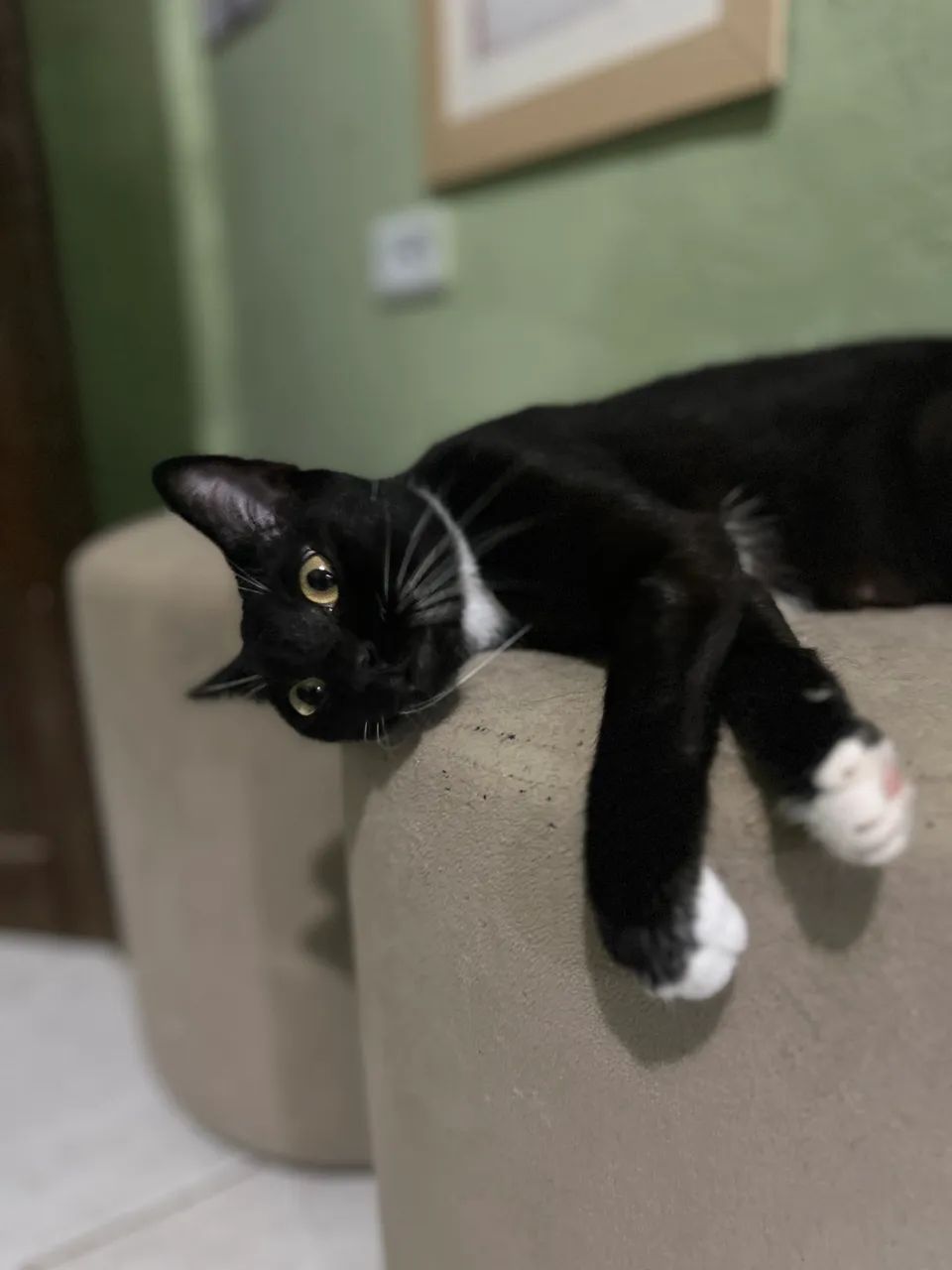 Gata para doação  - Foto 4