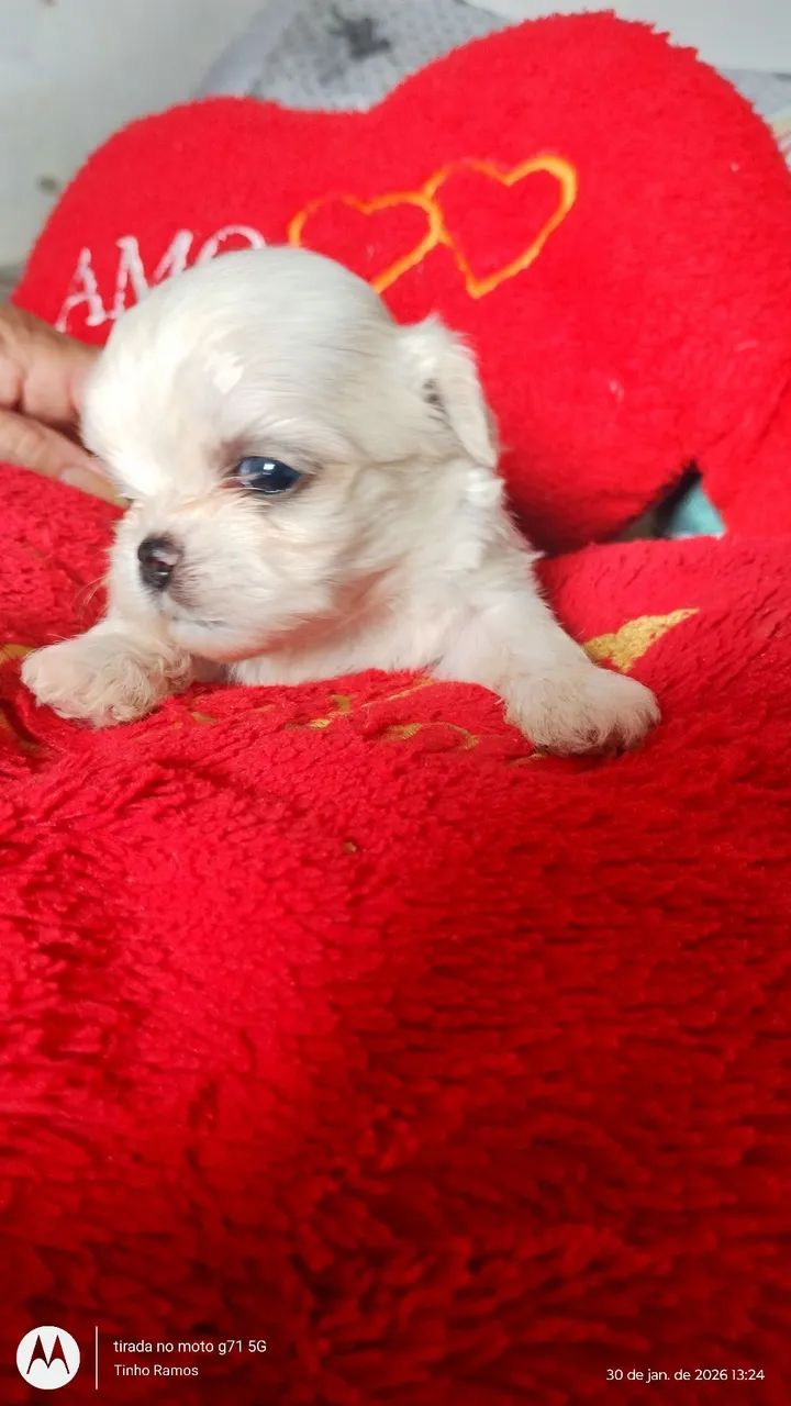 LINDOS FILHOTES DE SHITZU  - Foto 2