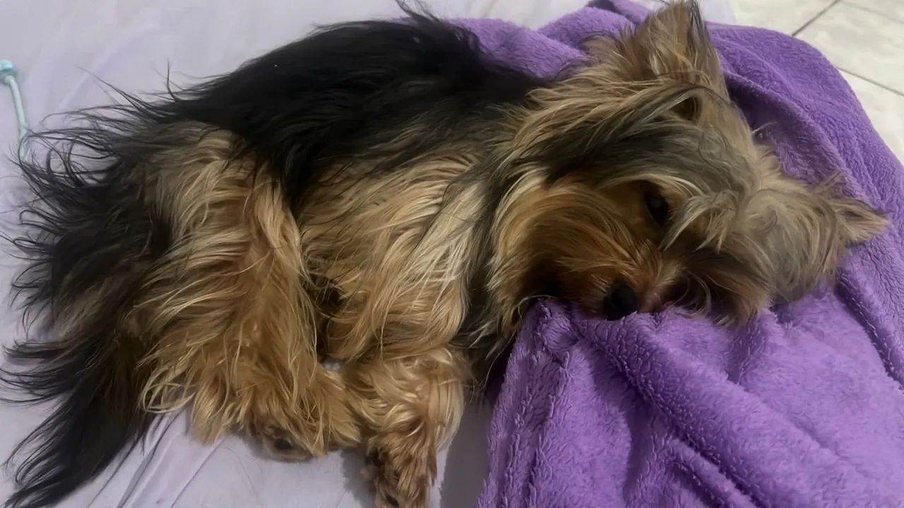 Yorkshire terrier  - Foto 3