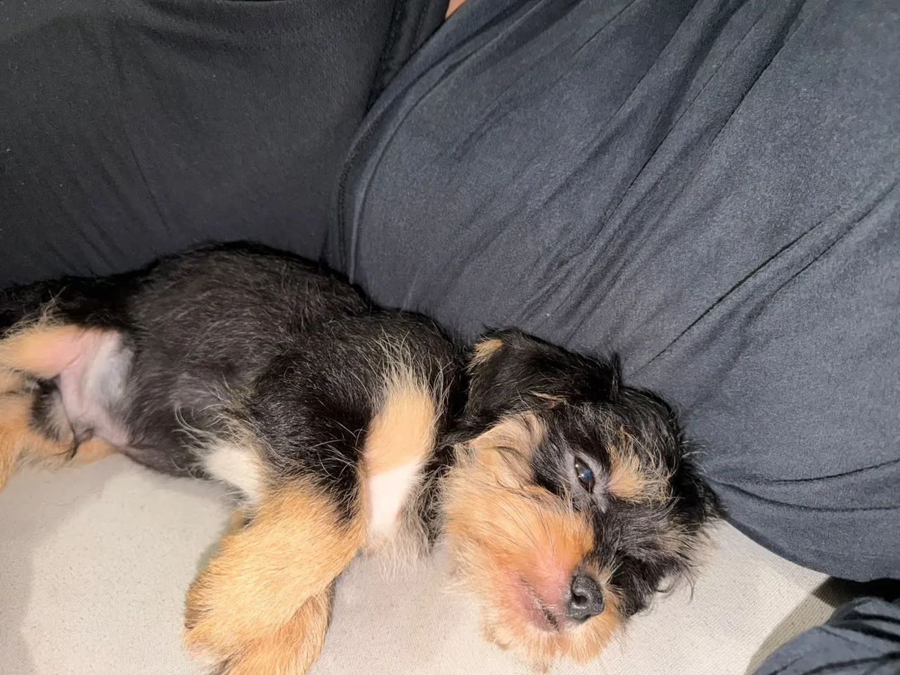 Calvin - Foto 3