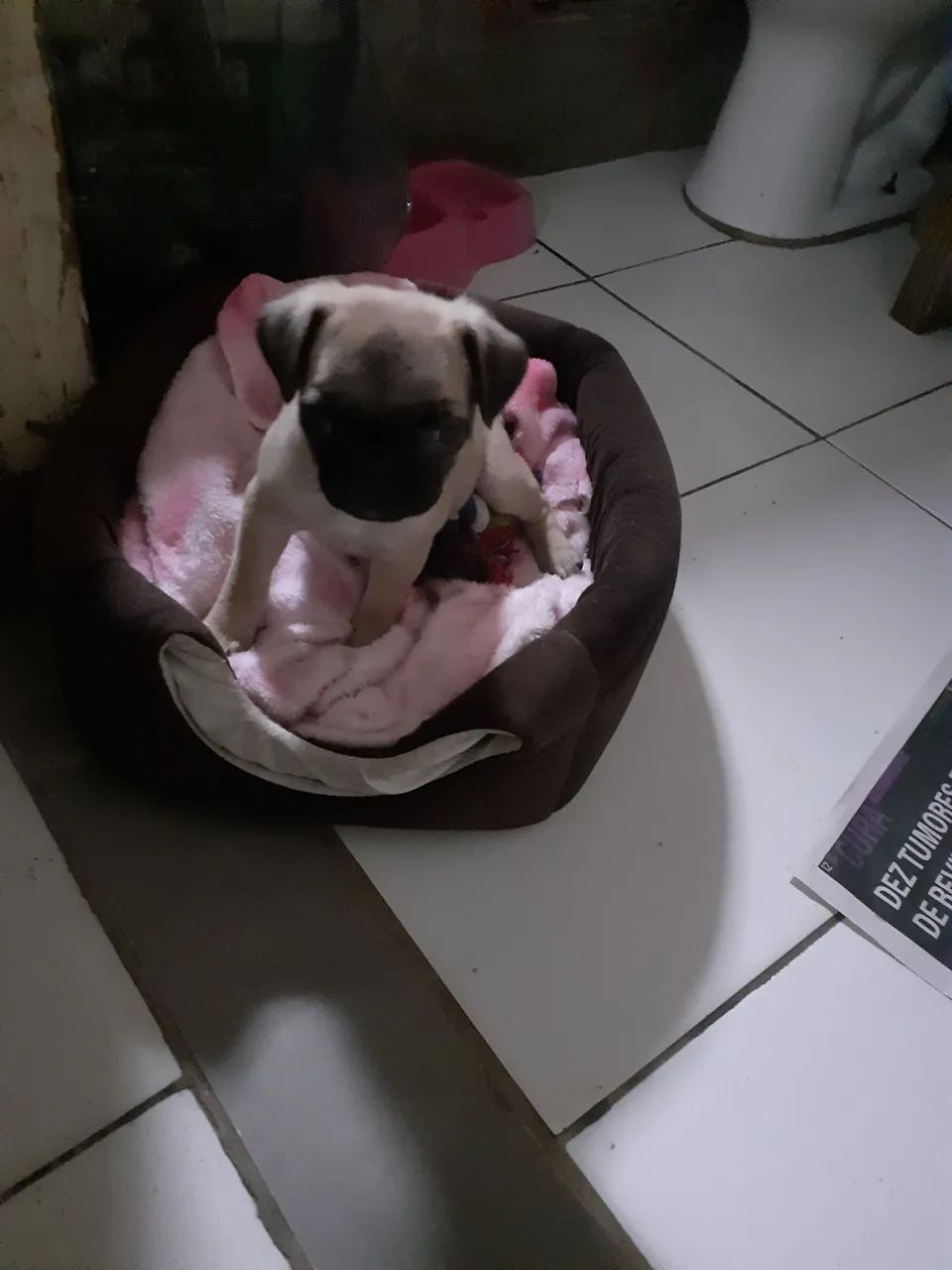 Vende-se  pug filhote  - Foto 3