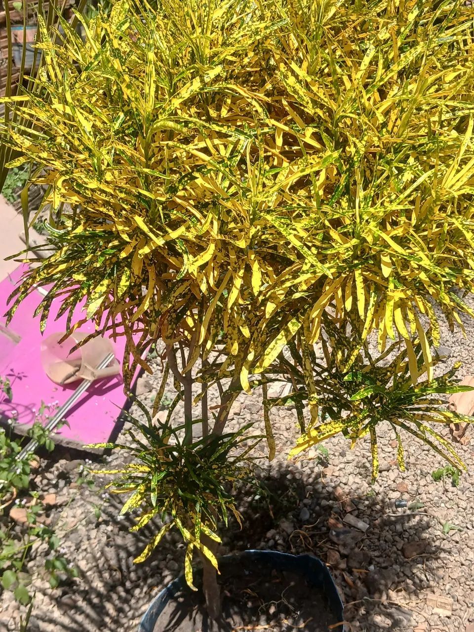 Plantas - Foto 2