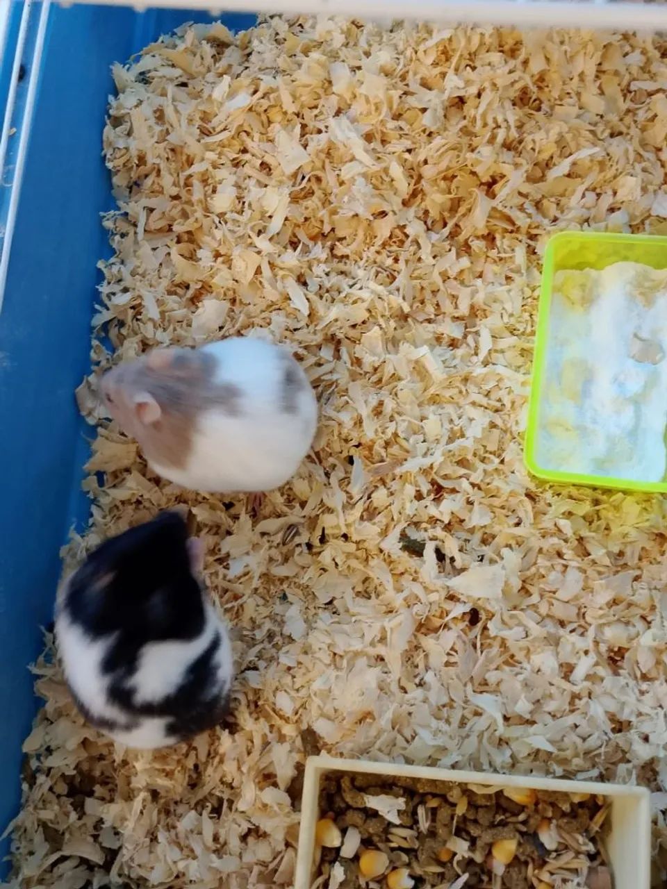 Hamster Sírio  - Foto 5