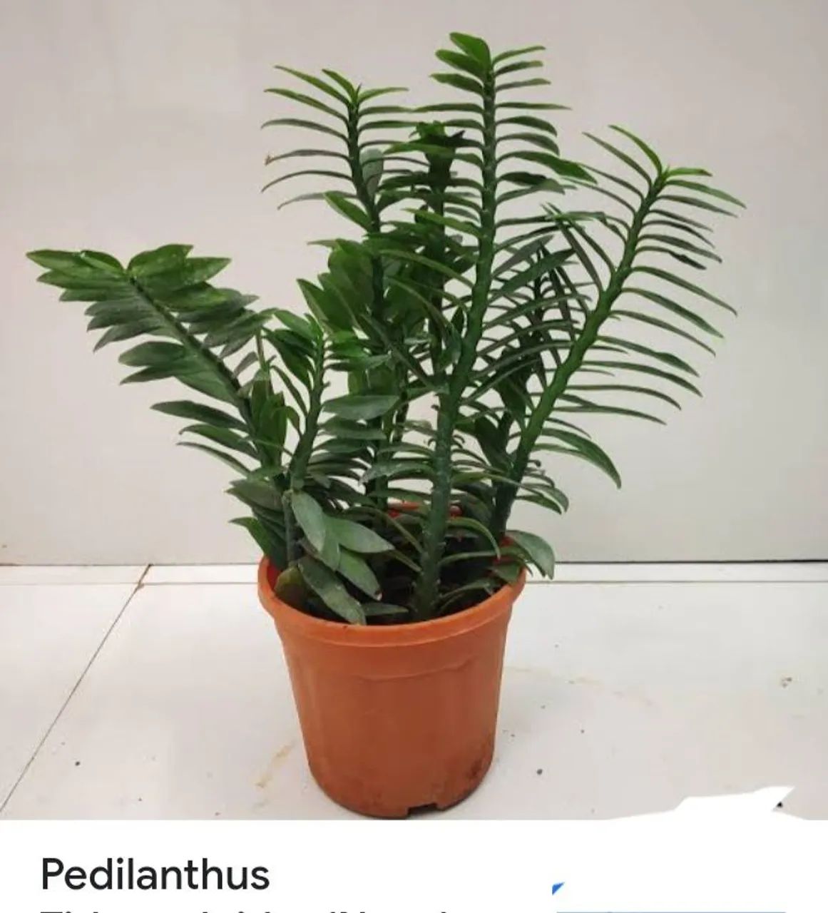 Mudas de plantas  - Foto 6