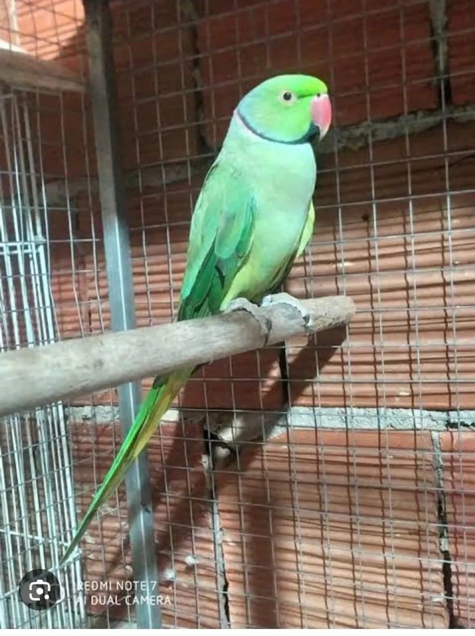 Gaiolas 