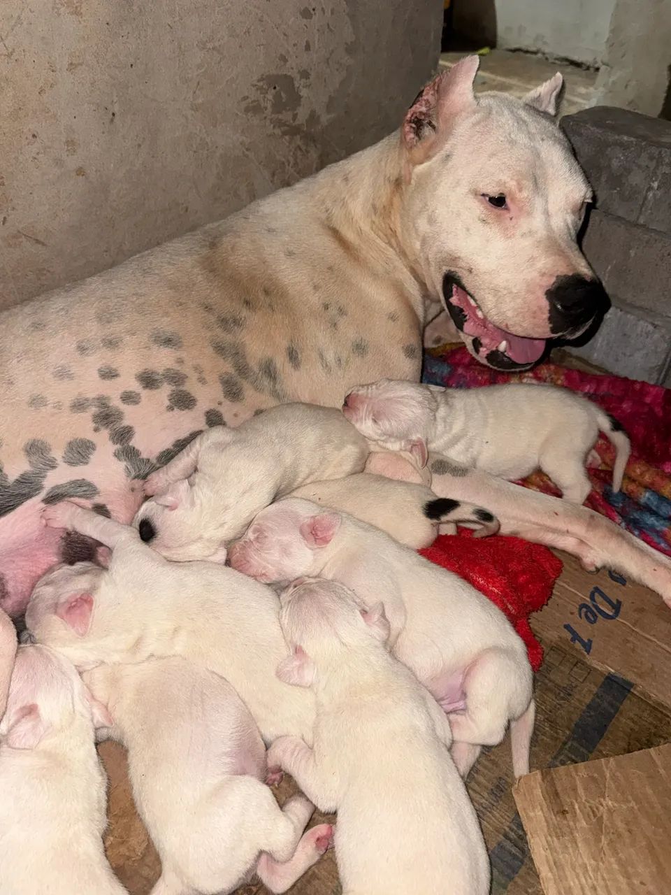 Animais  cachorro  - Foto 2