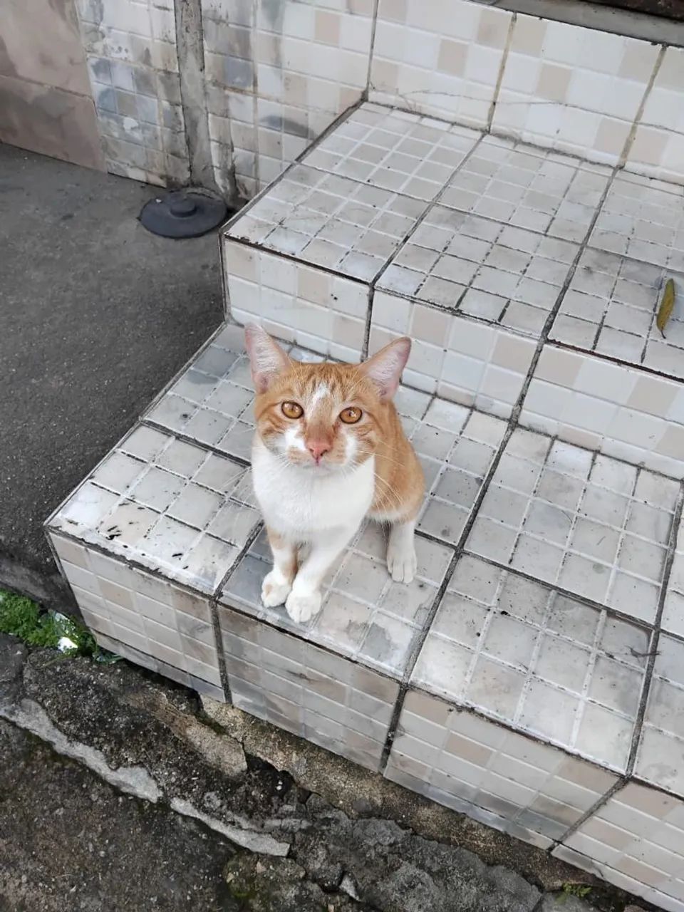 Gatinho para adoção responsável  - Foto 2