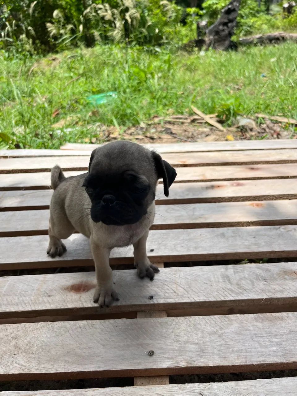 Pug - Foto 4