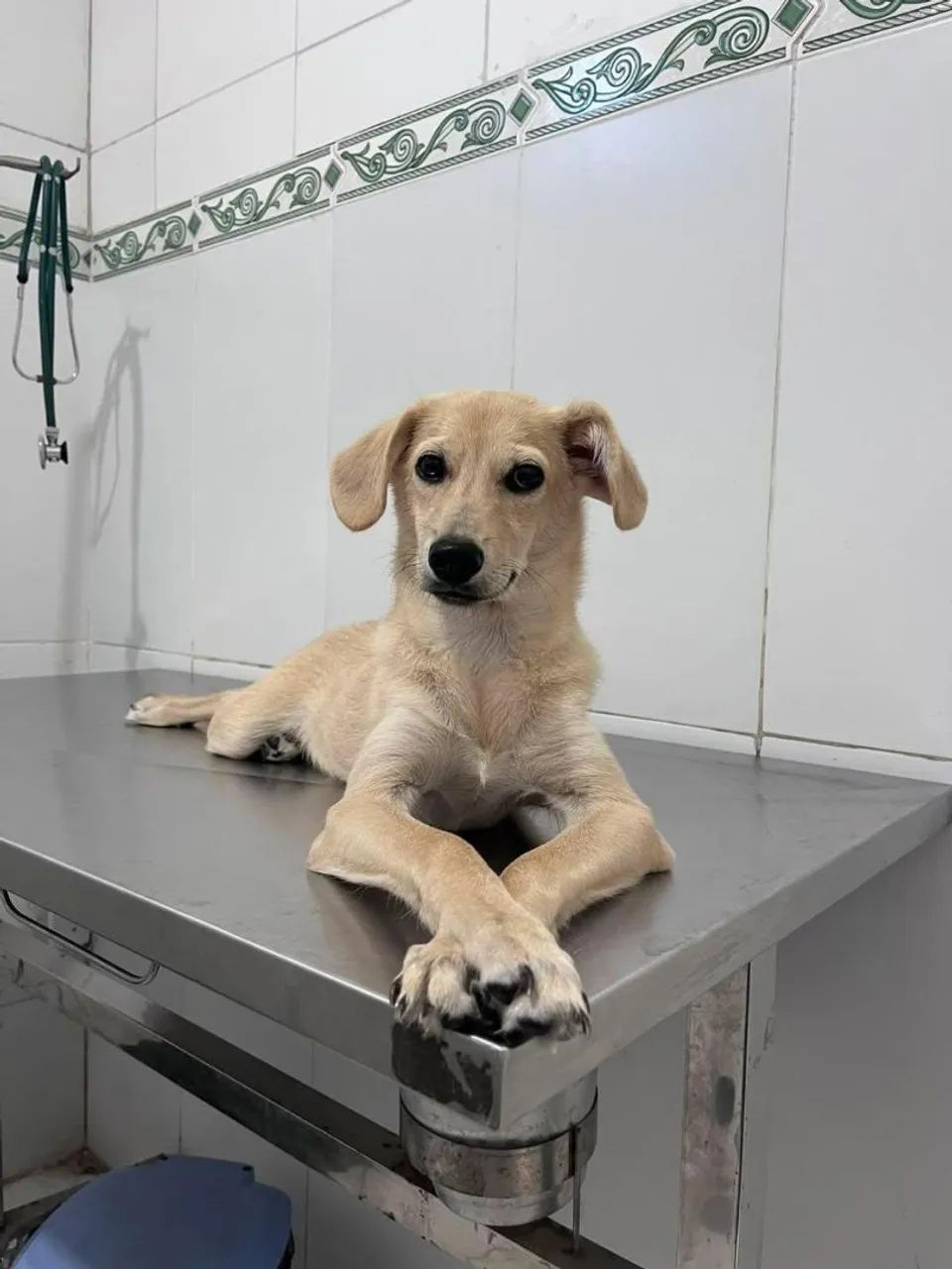 Animais  - Foto 2