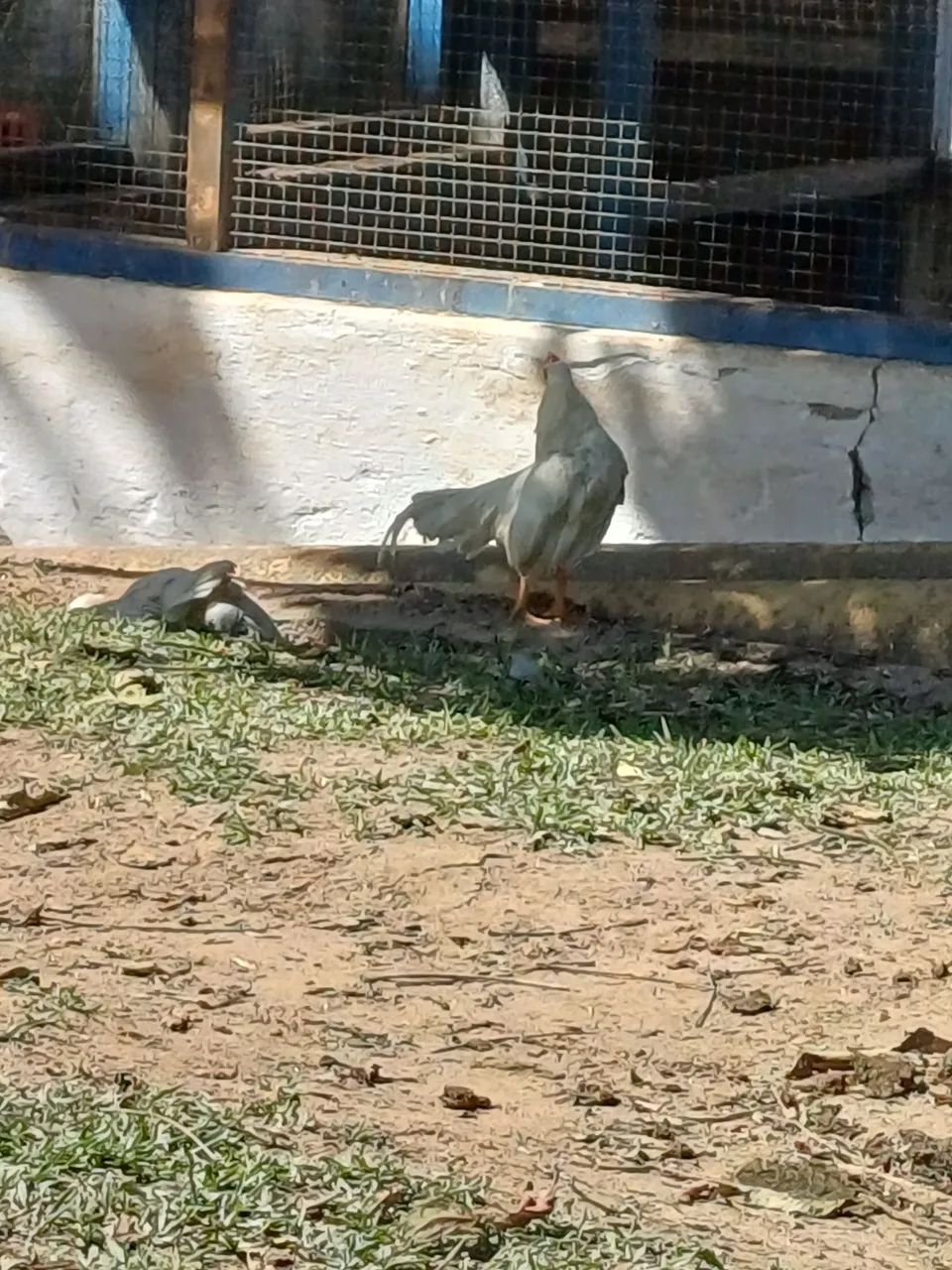 Lindo garlinze mini cornich  - Foto 3