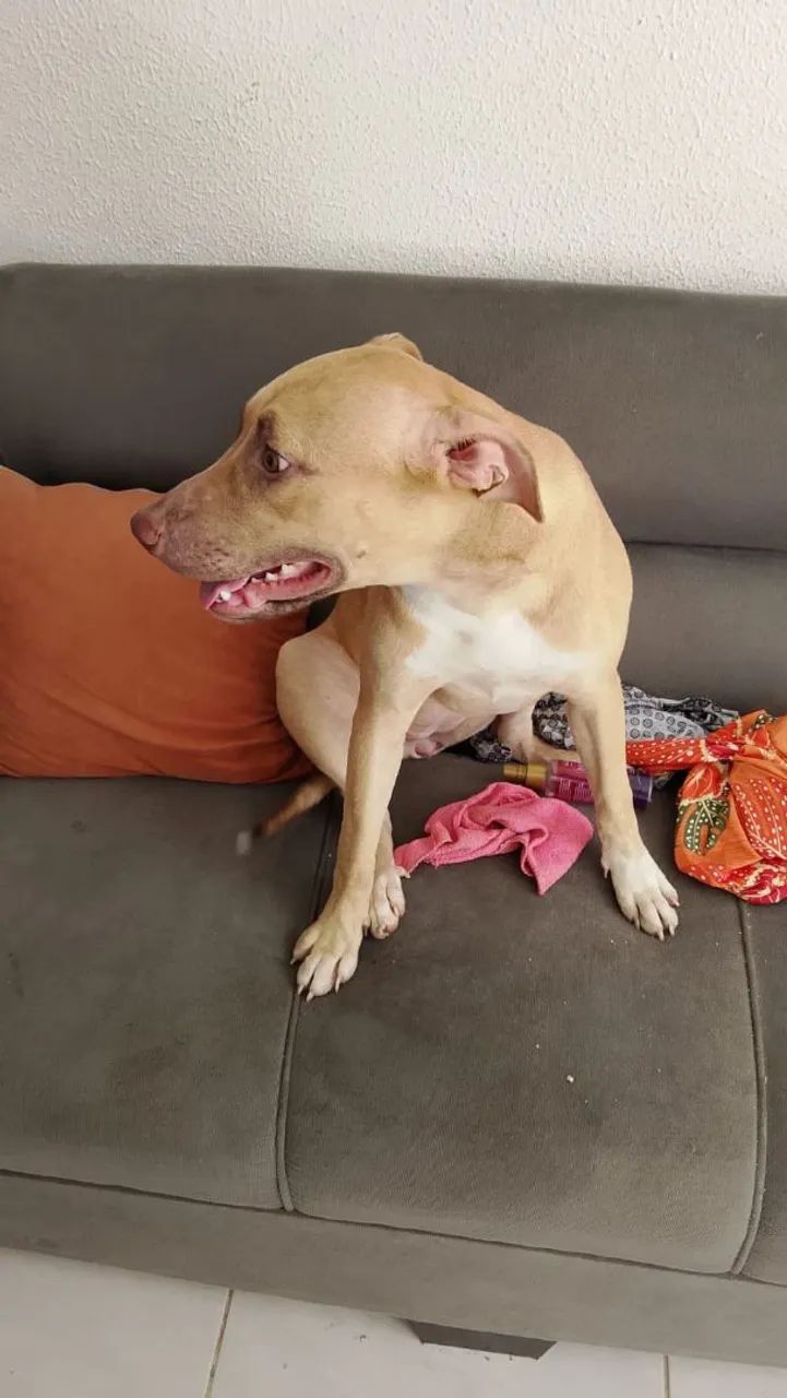 Doação responsável pit bull - Foto 2