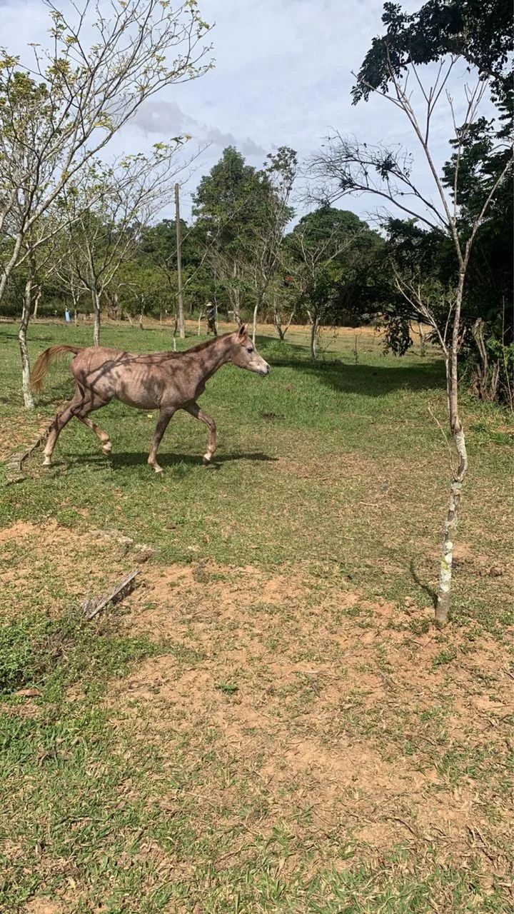 Potro árabe  - Foto 2