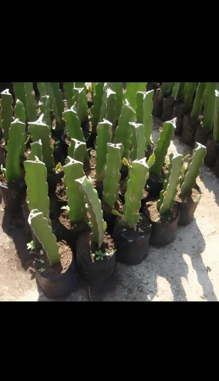 Mudas de pitaya  - Foto 2