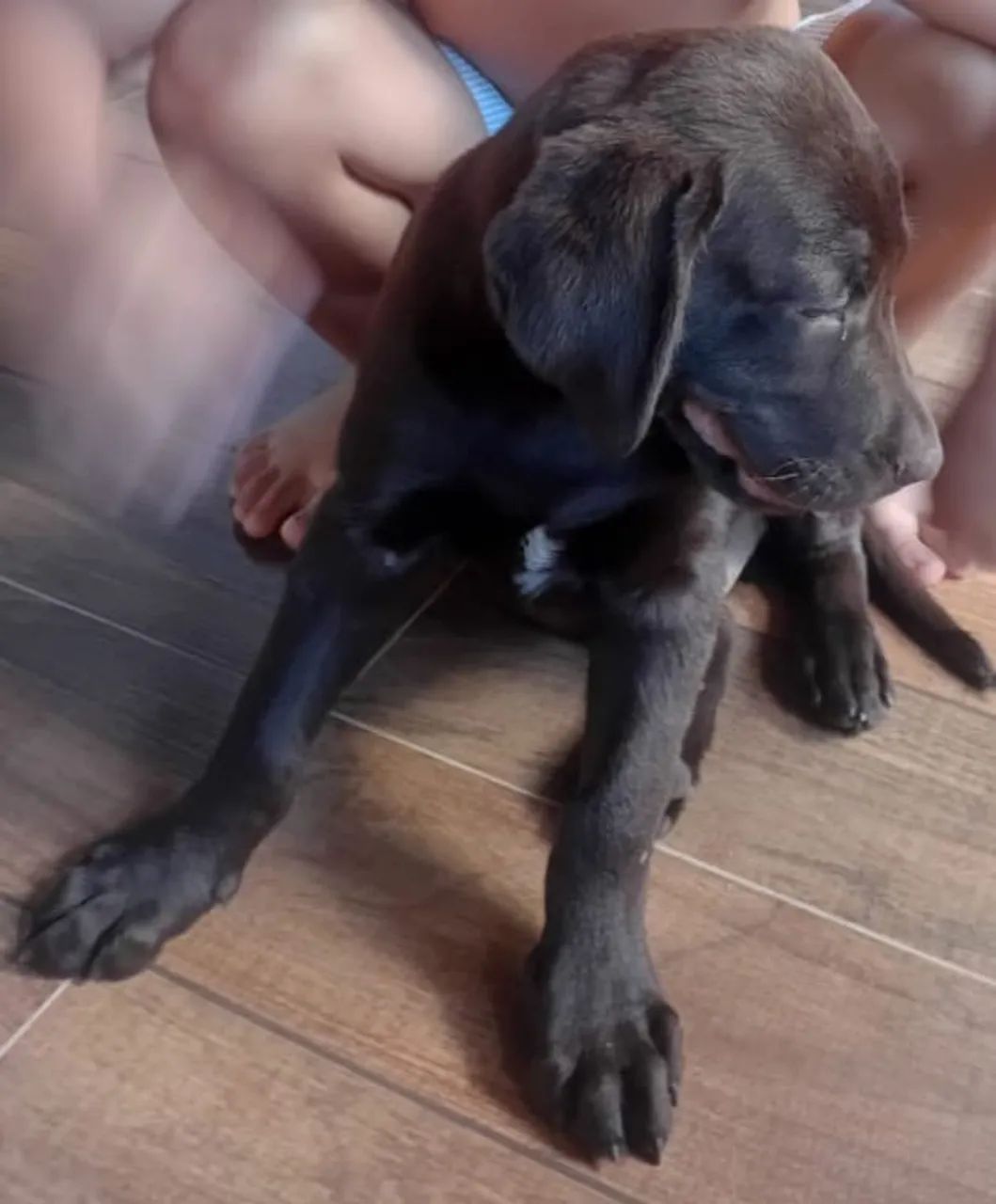 Labrador Chocolate  - Foto 3