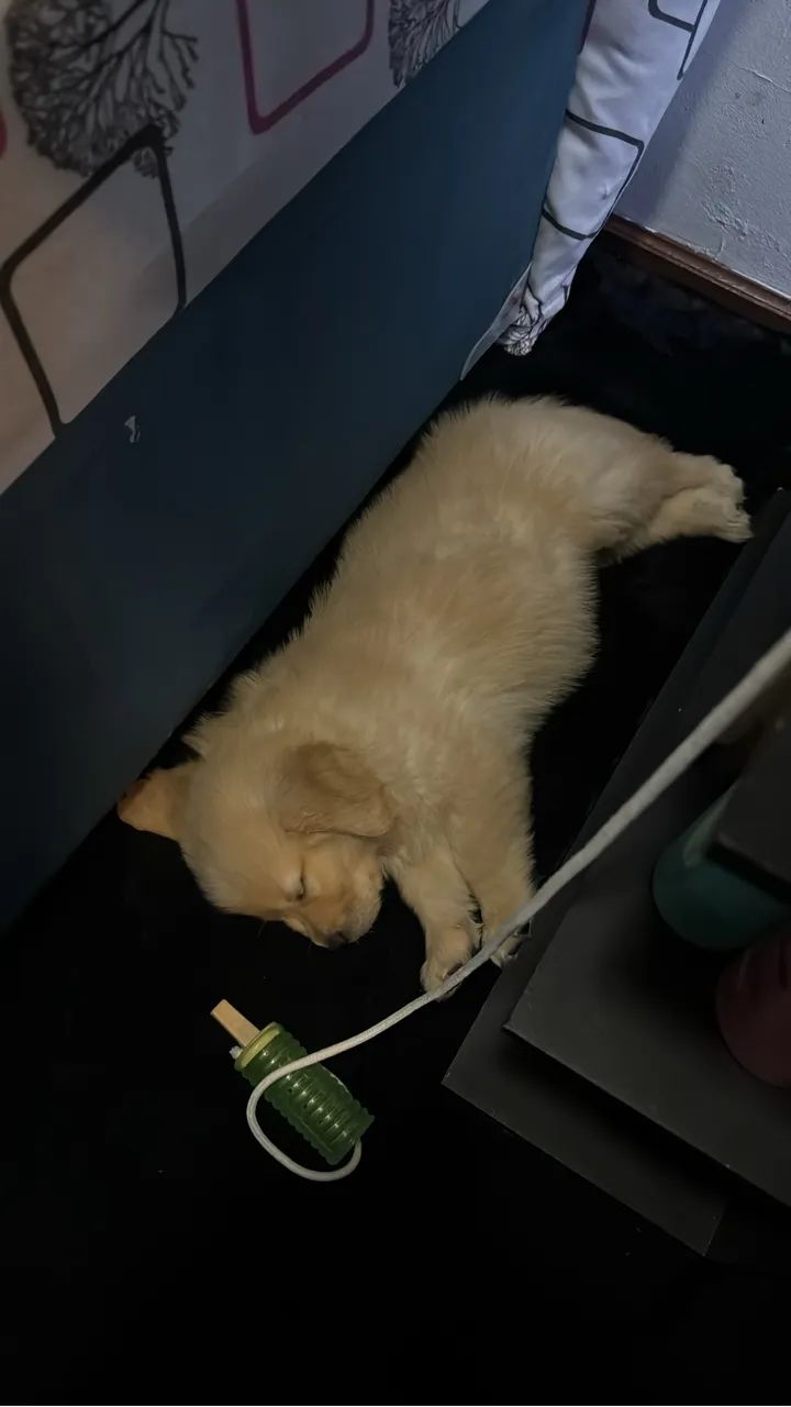 Golden retriever macho 