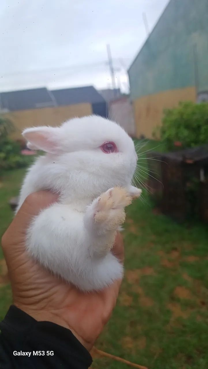 mini coelhos - Foto 5