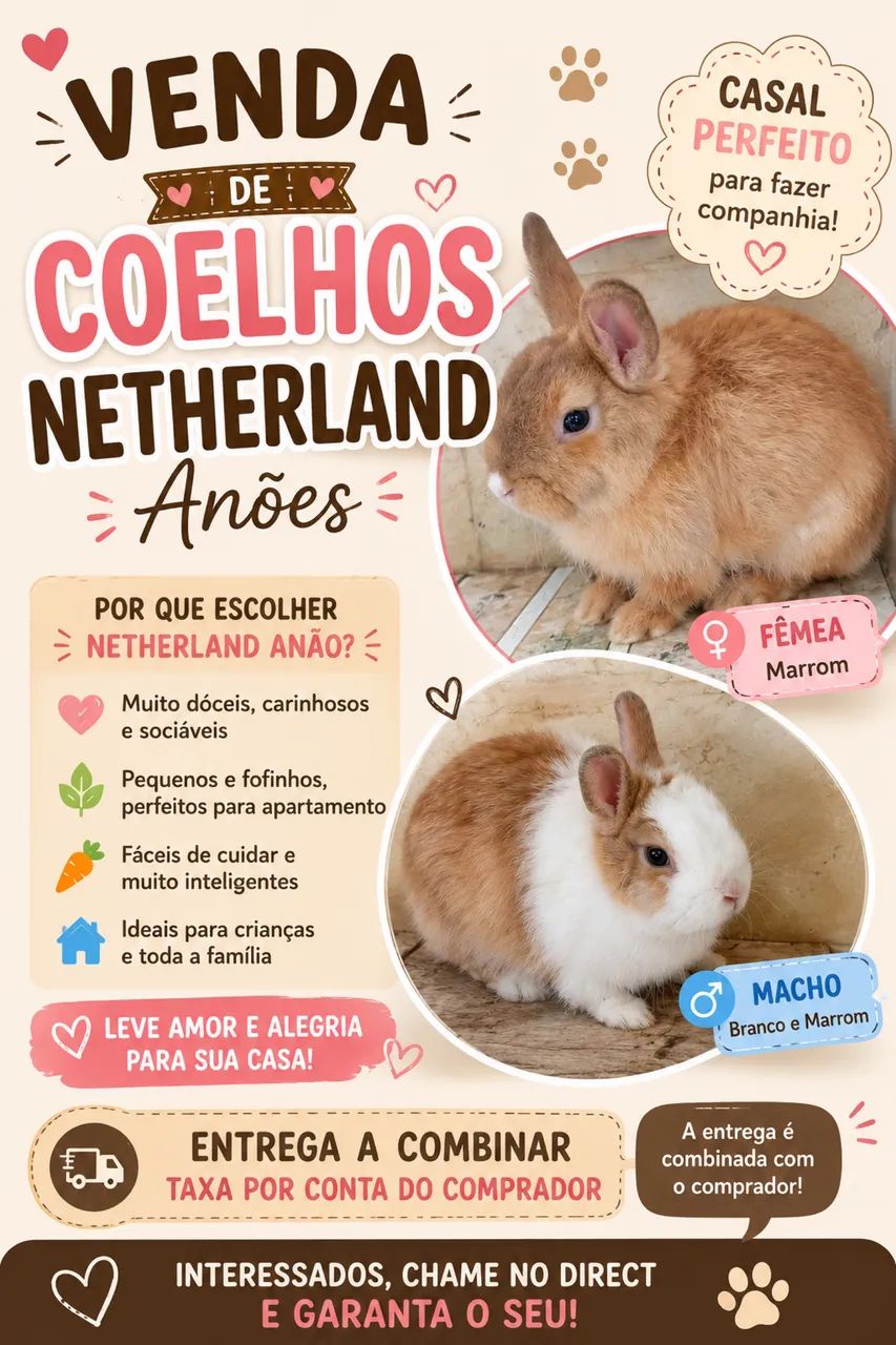 Casal Coelho Netherland (matriz) - Foto 3
