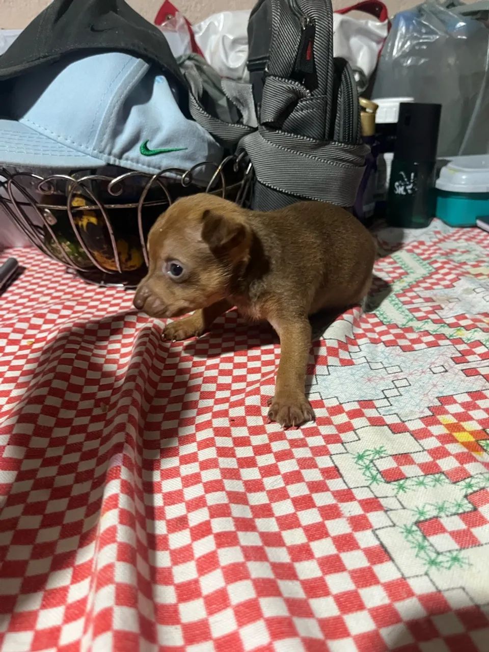 Pinscher marrom  - Foto 2