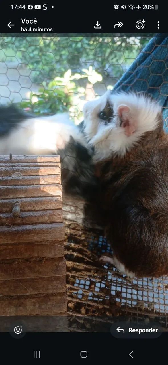 Coelho da india peludinhos 