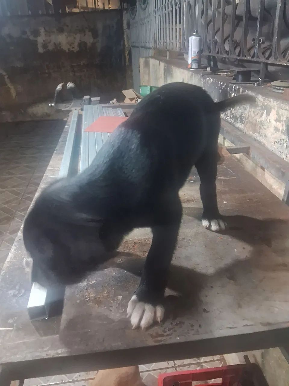 Doação de petz - Foto 3