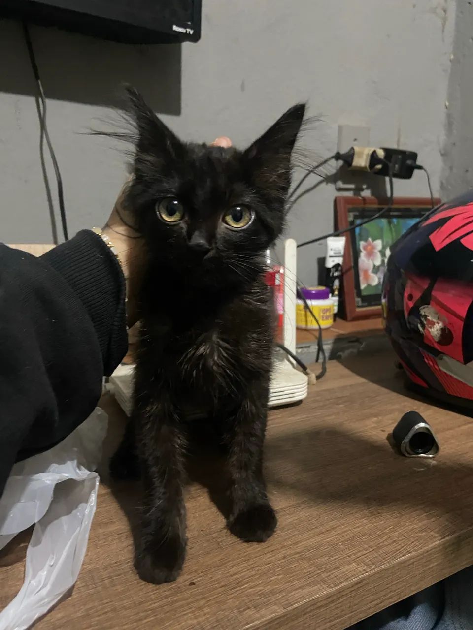 Gatos para adoção responsável  - Foto 3