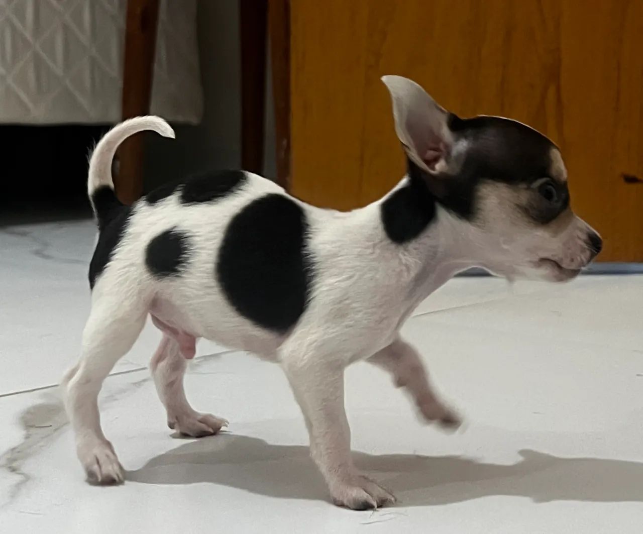 Vendo filhote chihuahua 3.500 - Foto 3