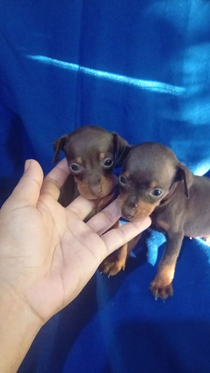 Pinscher chocolate  - Foto 5
