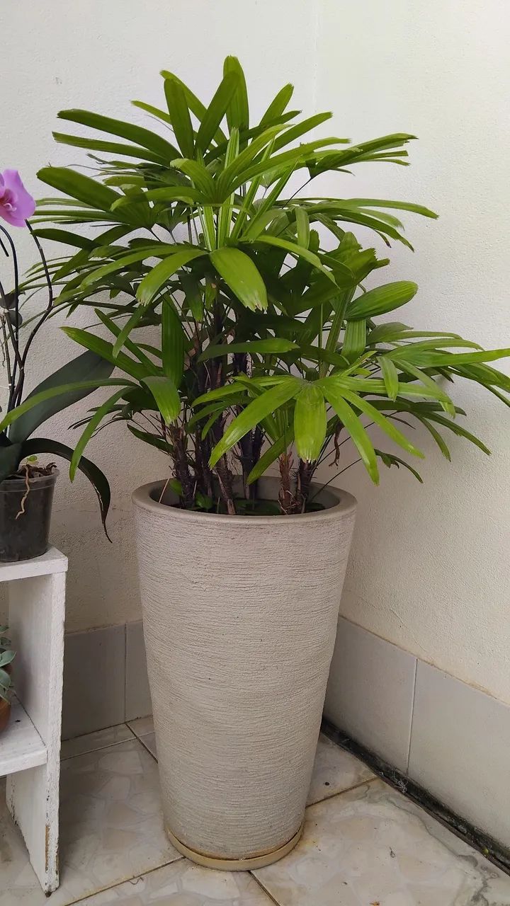 Planta ráfia com vaso