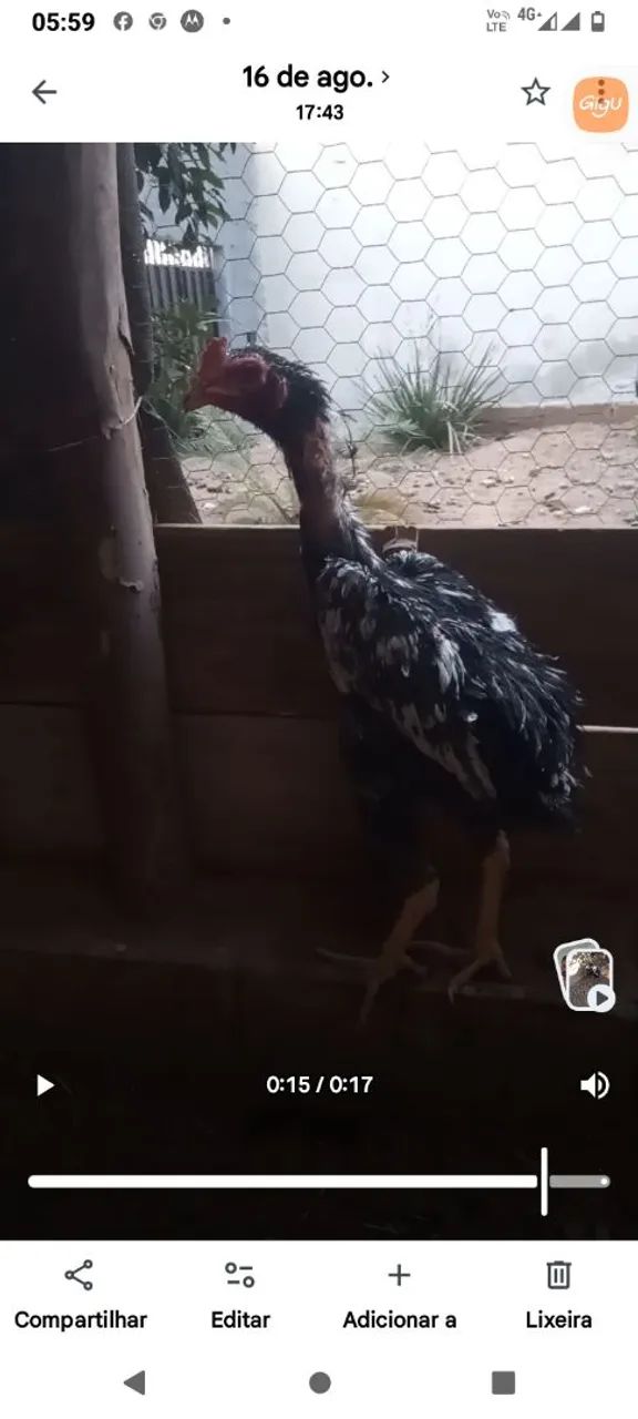 Aves indo  - Foto 3