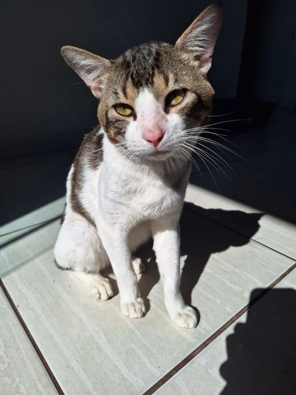 Gato Castrado - Foto 2
