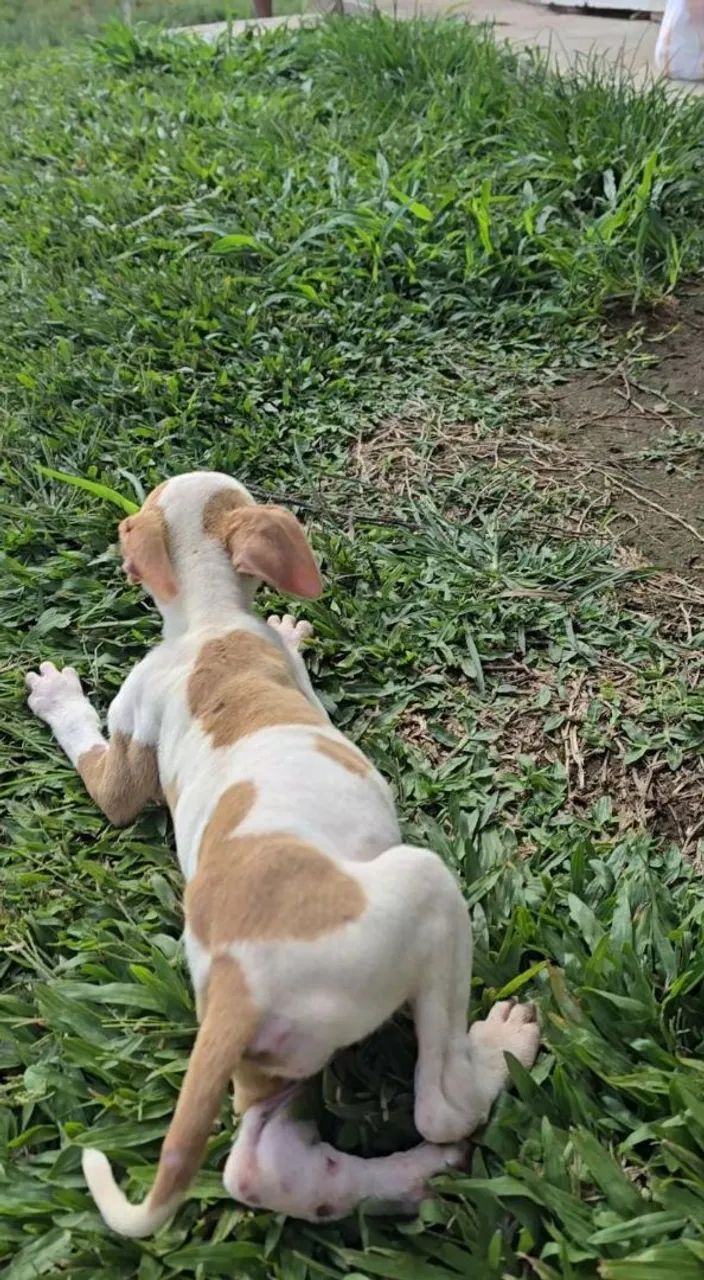 Filhotes de Pitbull - Foto 6