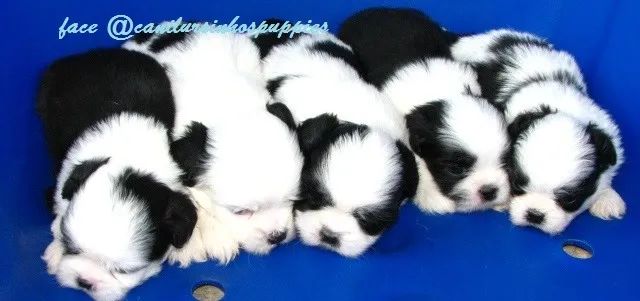 lhasa apso perfeitos bebes pronta entrega confira  - Foto 3