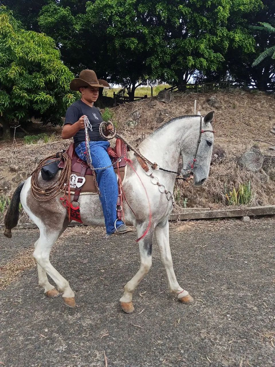 Cavalo