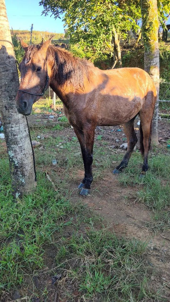 Égua baxeira  - Foto 3