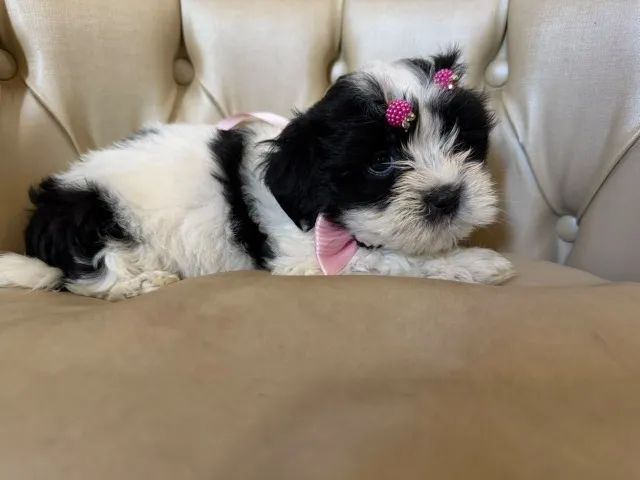 Shih Tzu