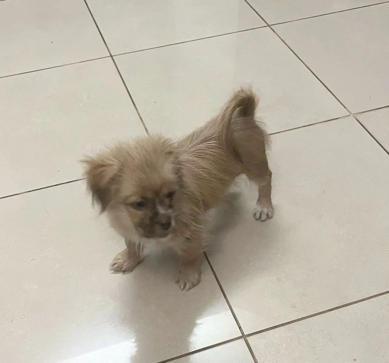 Filhote lhasa com shitzu - Foto 2