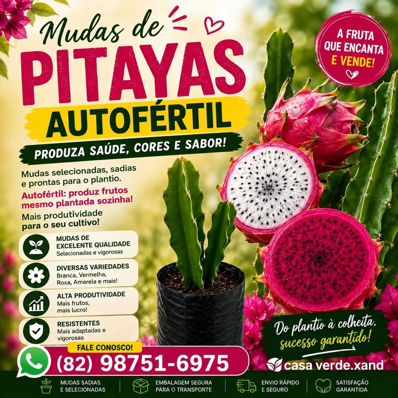 Mudas de pitaya autofertil 