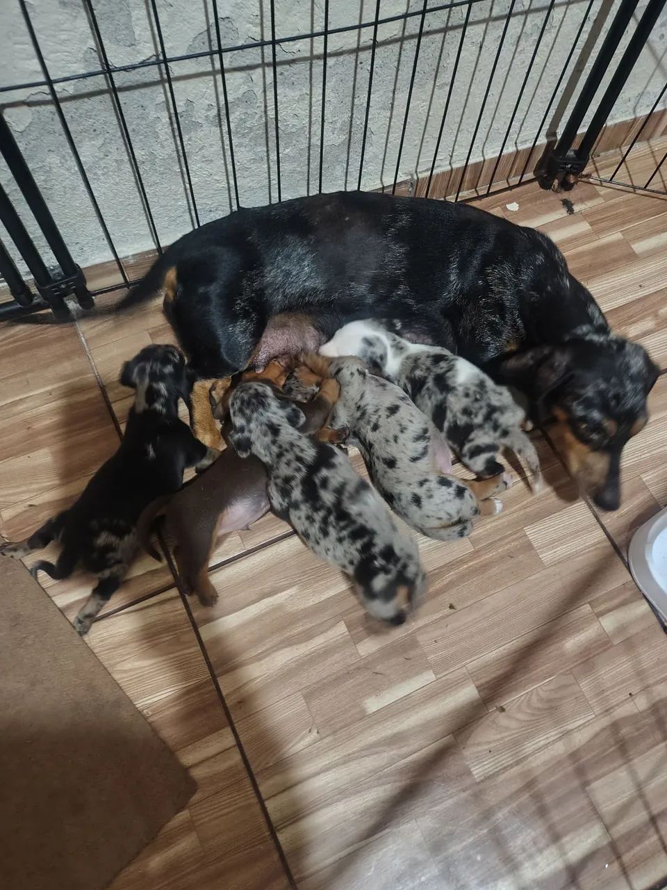 Dachshund (salsicha) - Foto 3