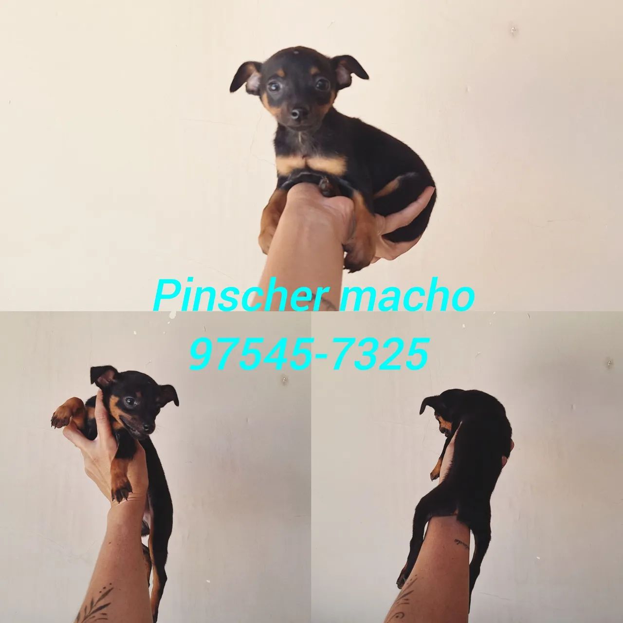 Pinscher machinho - Foto 3