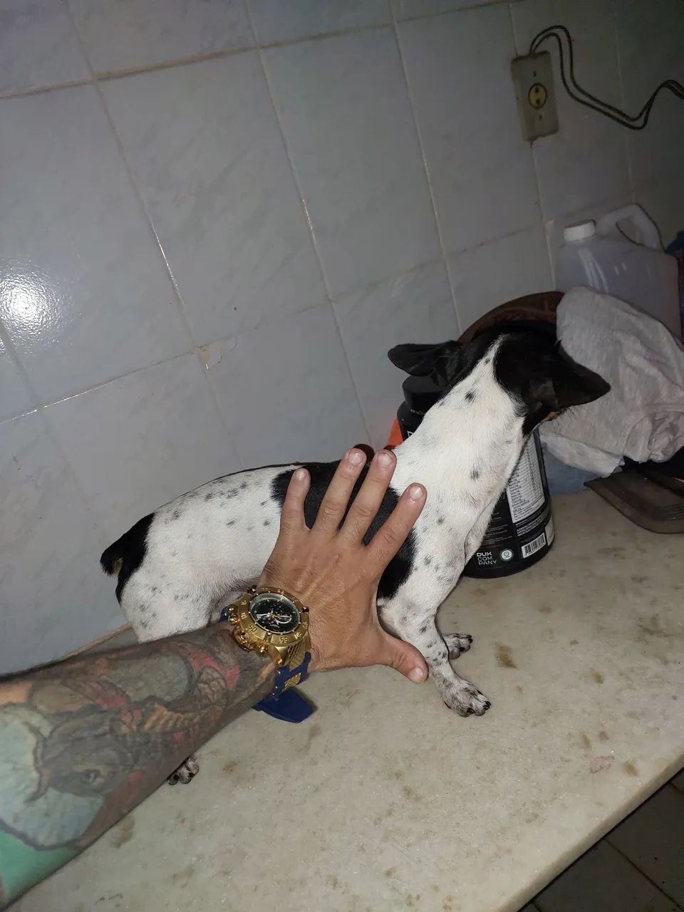 Pincher n1