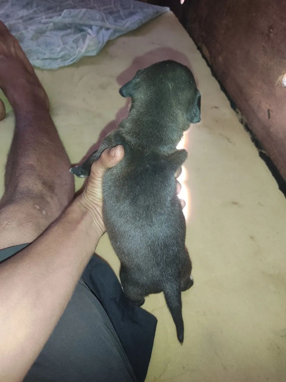 Cachorro Pitbull  - Foto 2
