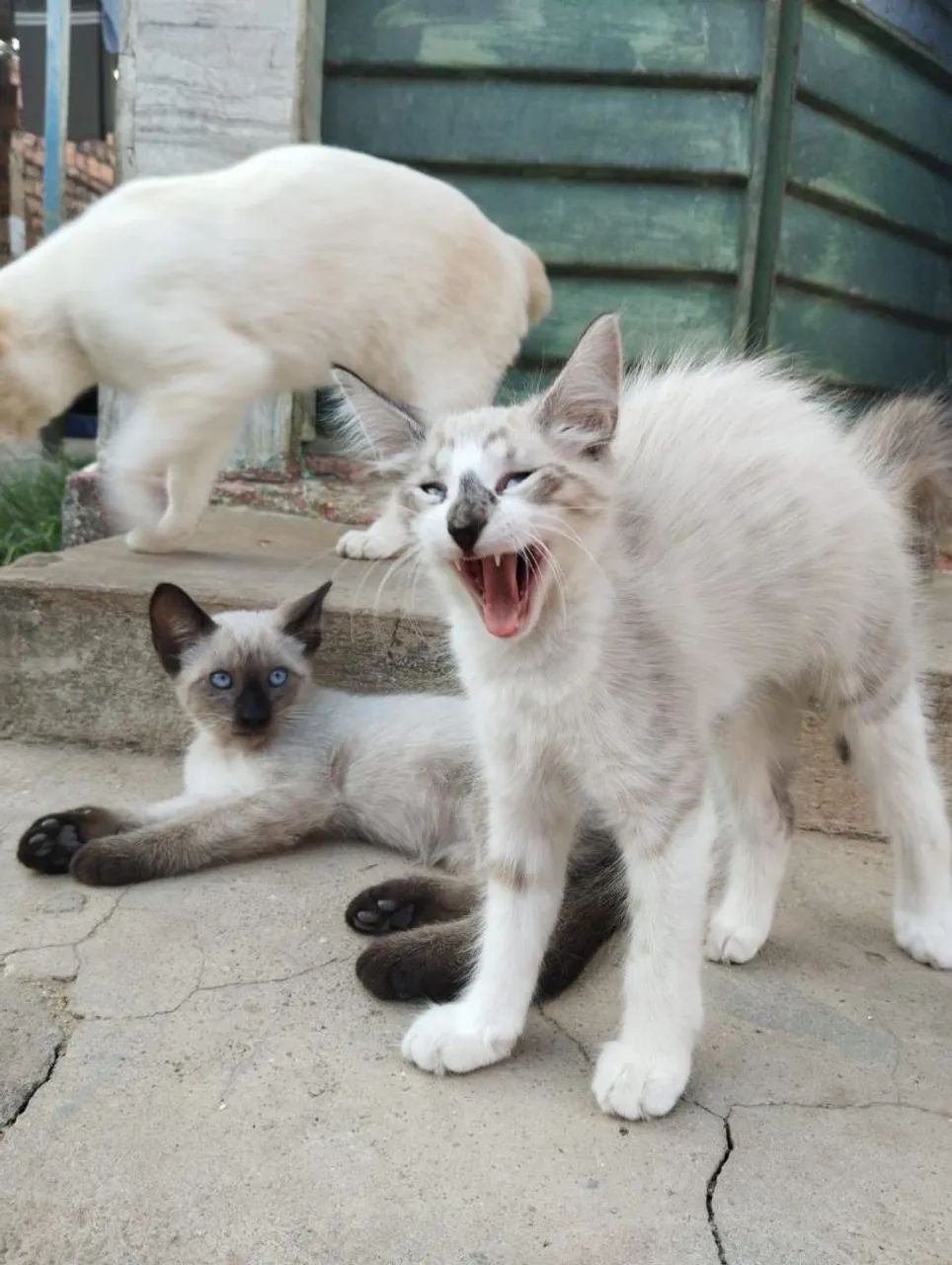 Gatinhos de 3 meses para adoção  - Foto 3