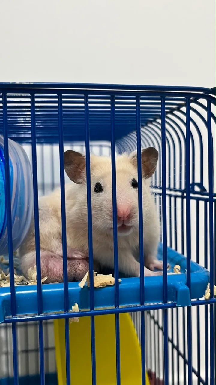 Hamster - Foto 2