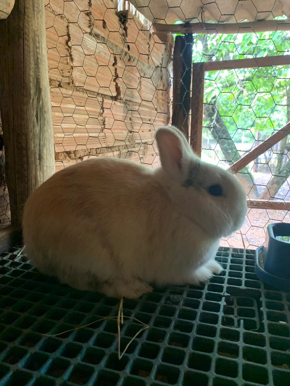 Coelho Anão ( netherland dwarf ) - Foto 3