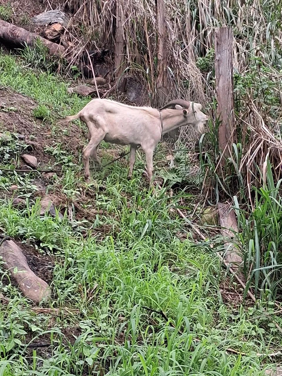 Cabrito